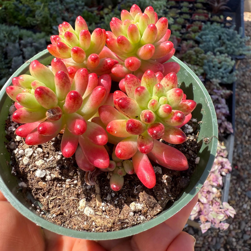 Rot Sedum Rubrotinctum Blumensamen zur Aussaat – leuchtend – Traditionssorte & ohne Gentechnik Samen Hausgarten
