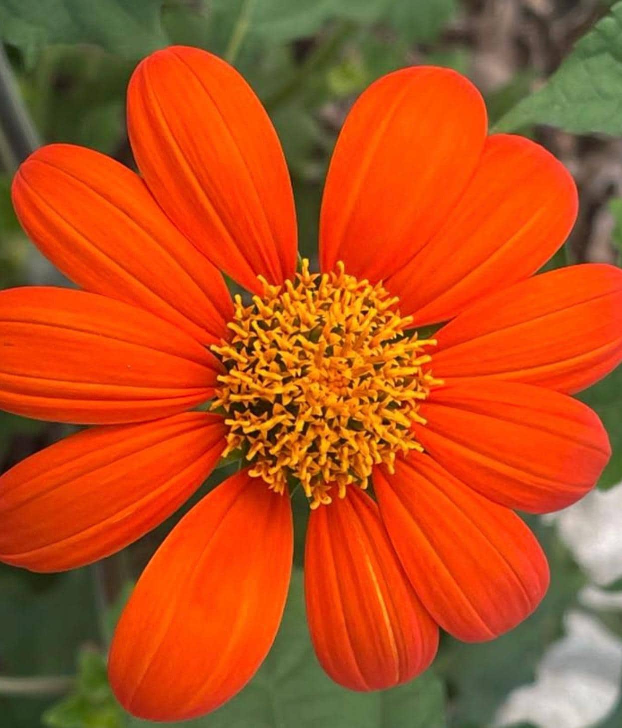 Mexican Blumensamen zur Aussaat saisonal Dauerblüher Traditionssorte & ohne Gentechnik Samen Hausgarten