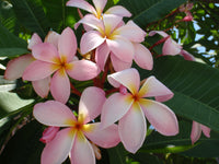 hell Rosa Frangipani Blumensamen zur Aussaat – Schnitt Blume beliebt – Traditionssorte & ohne Gentechnik Samen Hausgarten