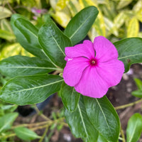 Immergrün Rosa Blumensamen zur Aussaat – Wildblume Mischung – Traditionssorte & ohne Gentechnik Samen Hausgarten