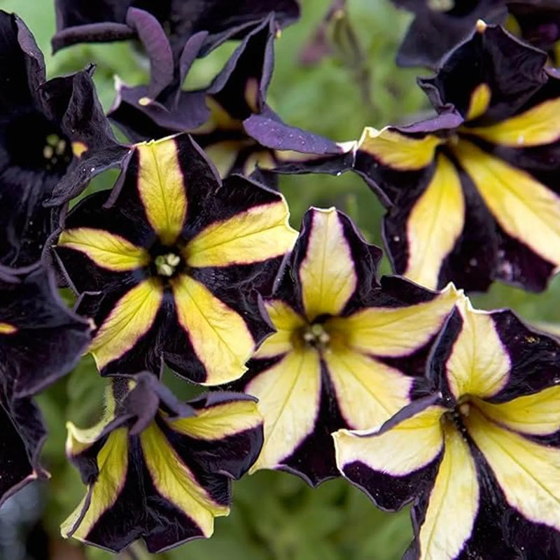 Schwarz & Gelb Petunie Blumensamen zur Aussaat – sonnenliebend – Traditionssorte & ohne Gentechnik Samen Hausgarten