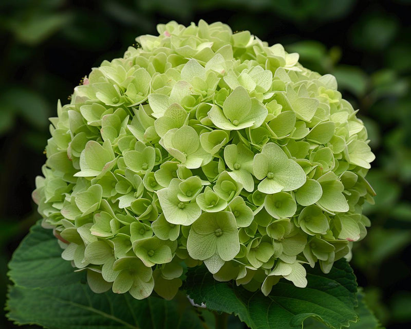 Thick Grün Hortensie Blumensamen einfache Aussaat