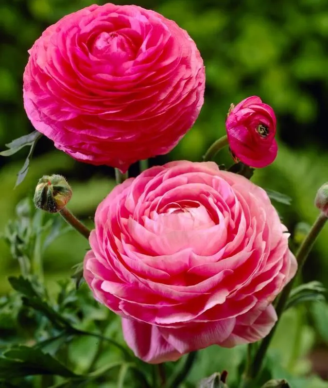 dunkel Rosa Ranunculus Blumensamen zur Aussaat ideal Rabatten Traditionssorte & ohne Gentechnik Samen Hausgarten
