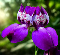 Lila Heterophylla Blumensamen zur Aussaat Wildblume Mischung Traditionssorte & ohne Gentechnik Samen Hausgarten