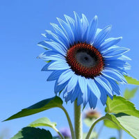 Ocean Blau Sonnenblume Blumensamen zur Aussaat farbenfroh Schau Traditionssorte & ohne Gentechnik Samen Hausgarten