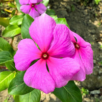 Immergrün Blumensamen zur Aussaat hochwertige Qualitäts- Traditionssorte & ohne Gentechnik Samen Hausgarten