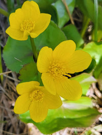 Caltha Palustris Blumensamen zur Aussaat – leuchtend – Traditionssorte & ohne Gentechnik Samen Hausgarten