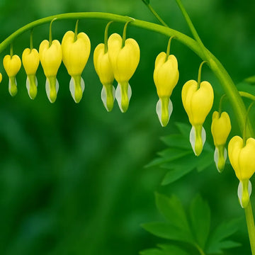 Bleeding Heart Blumensamen zur Aussaat Schnitt Blume beliebt Traditionssorte & ohne Gentechnik Samen Hausgarten