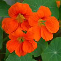 Scarlet Rot Kapuzinerkresse Re-seeding einjährige Blume Samen farbenfroh und Resilient Garten Blüten