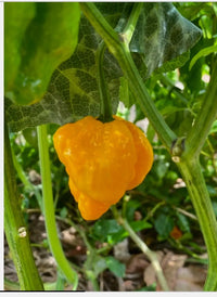 Jamaican Scotch Bonnet Pepper Samen zur Aussaat Hot Pepper Sorte