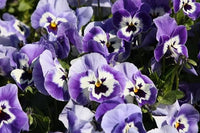 Joker hell Blau Stiefmütterchen Samen elegant Blau Blumen