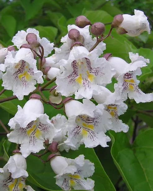 Catalpa Blumensamen zur Aussaat – Drought verträglich – Traditionssorte & ohne Gentechnik Samen Hausgarten