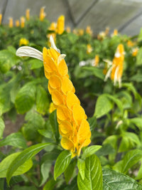 Orange Grün Pachystachys Lutea Blumensamen zur Aussaat – hochwertige Qualitäts- – Traditionssorte & ohne Gentechnik Samen Hausgarten