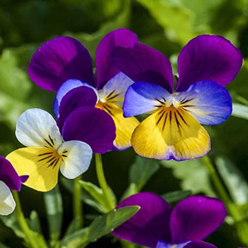Veilchen Tricolor Blumensamen zur Aussaat Halbschatten verträglich Traditionssorte & ohne Gentechnik Samen Hausgarten