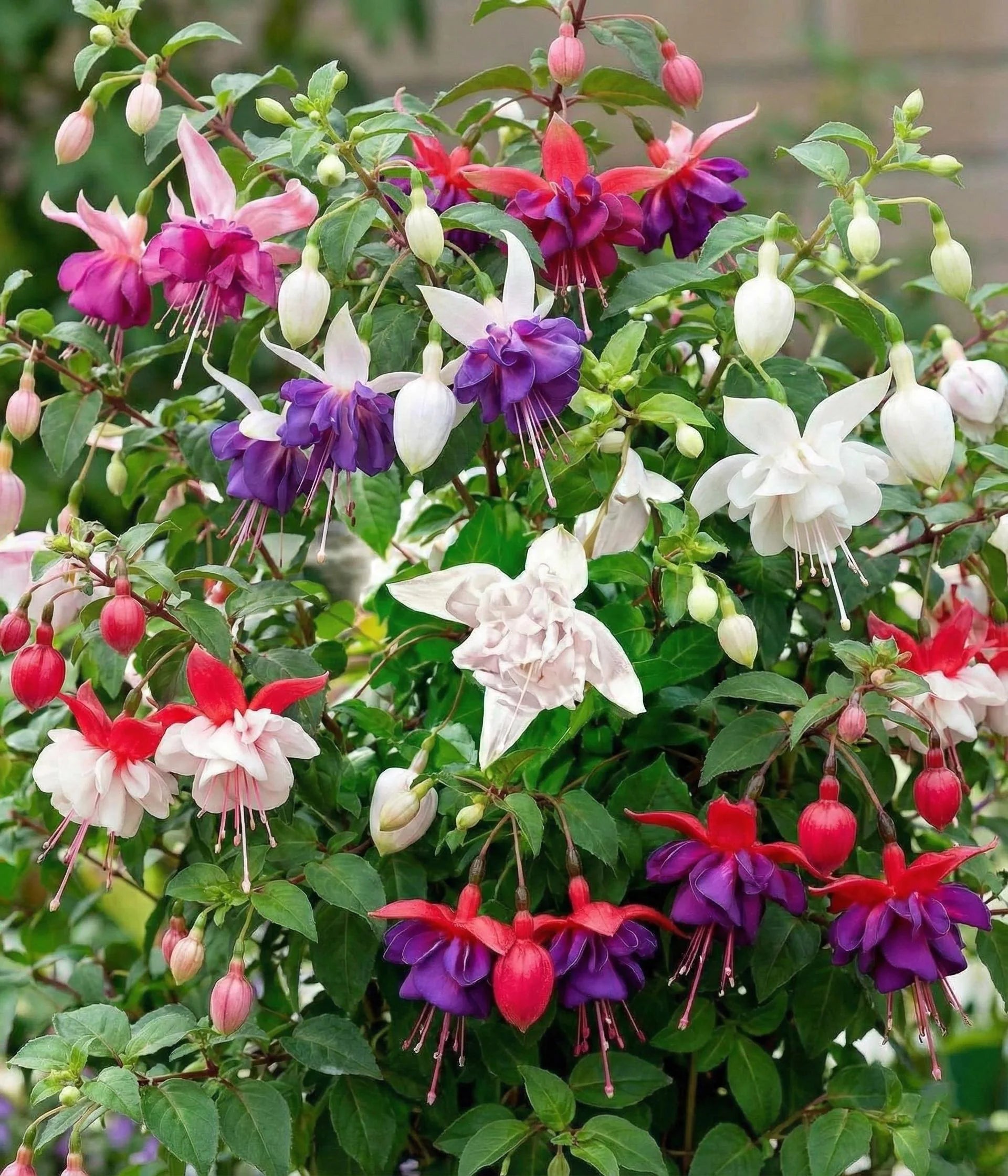 Fuchsie mehrjährig Blumensamen zur Aussaat Garten beliebt Traditionssorte & ohne Gentechnik Samen Hausgarten