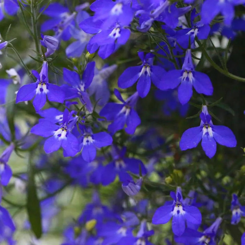 Blau Sapphire Blumensamen zur Aussaat – Schnitt Blume beliebt – Traditionssorte & ohne Gentechnik Samen Hausgarten