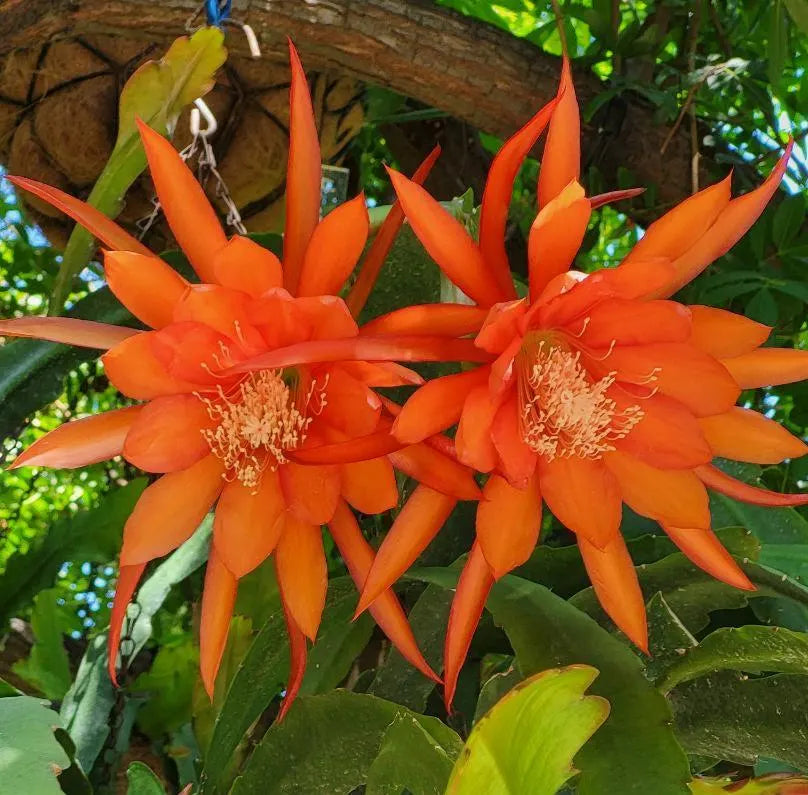 Orange Epiphyllum Blumensamen zur Aussaat ideal Rabatten Traditionssorte & ohne Gentechnik Samen Hausgarten