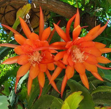 Orange Epiphyllum Blumensamen zur Aussaat ideal Rabatten Traditionssorte & ohne Gentechnik Samen Hausgarten