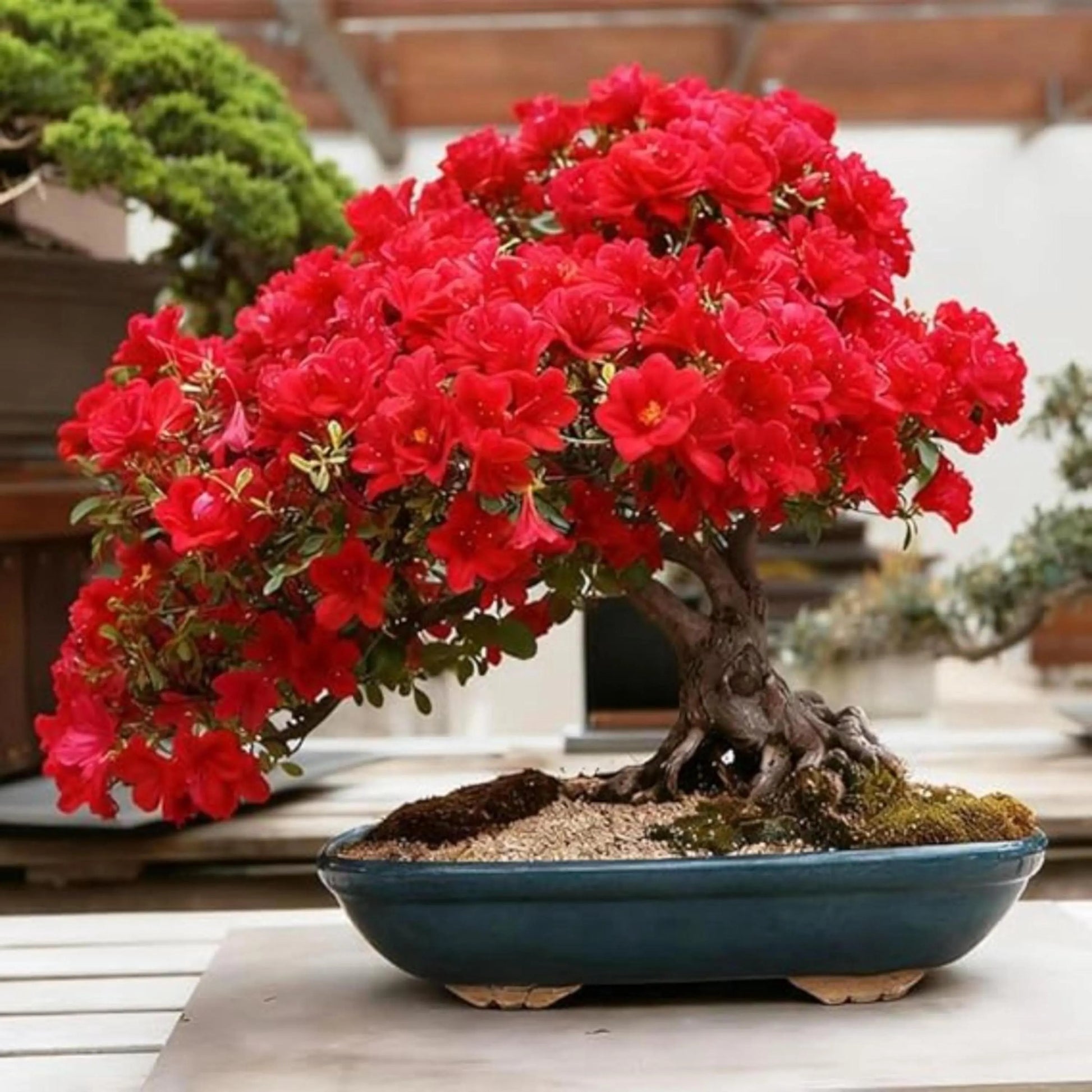Rot Bonsai Blumensamen zur Aussaat