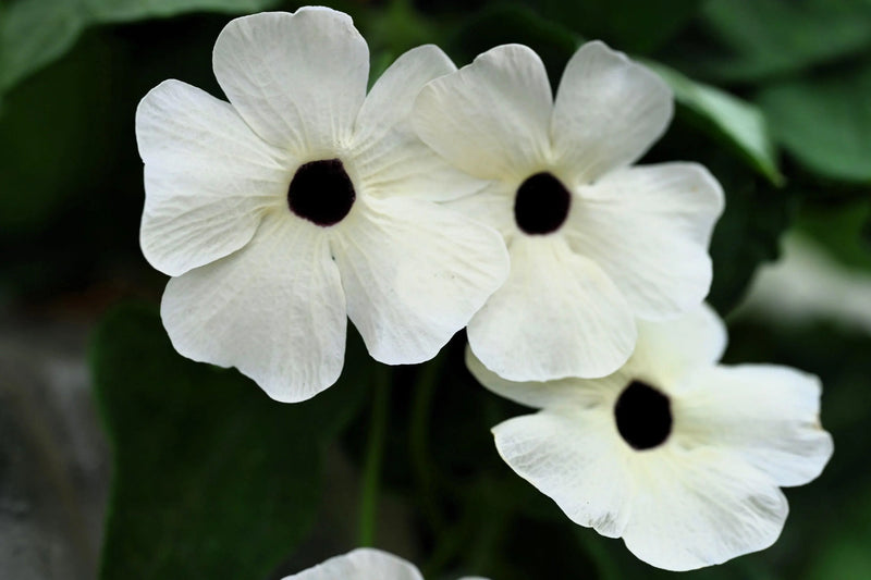 Thunbergia Blumensamen leuchtend Garten Aussaat