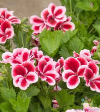 Weiß Rosa Geranie Blumensamen zur Aussaat Samen Blüten