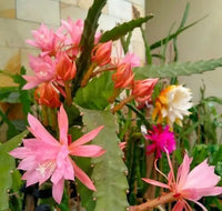 MultiColored Epiphyllum Oxypetalum Blumensamen – Traditionssorte ohne Gentechnik biologisch Garten Samen Keimung