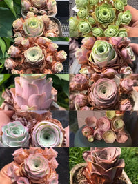 Lila Grün Greenovia Blumensamen zur Aussaat duftend Blüten Traditionssorte & ohne Gentechnik Samen Hausgarten