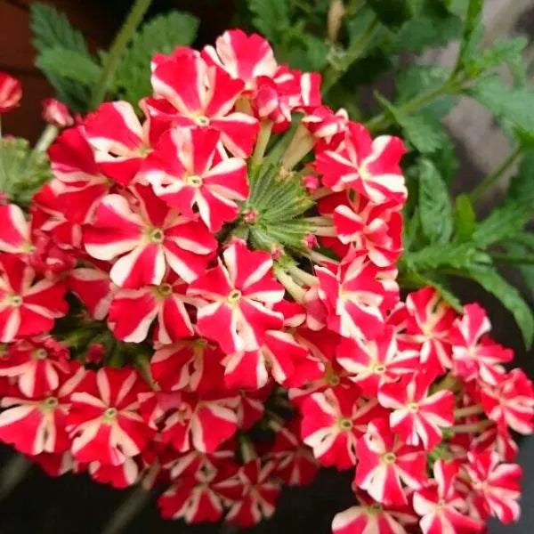 Rot Weiß Petunie Blumensamen Aussaat