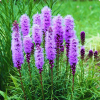 Lavendel Liatris Blumensamen zur Aussaat – Drought verträglich – Traditionssorte & ohne Gentechnik Samen Hausgarten