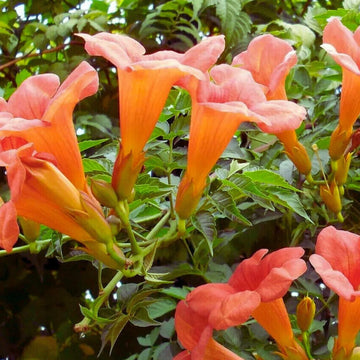 Enredadera Trompetan Blumensamen zur Aussaat – Halbschatten verträglich – Traditionssorte & ohne Gentechnik Samen Hausgarten