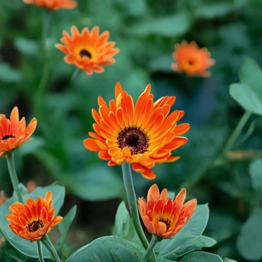Orange Marguerite Blumensamen zur Aussaat – duftend Blüten – Traditionssorte & ohne Gentechnik Samen Hausgarten