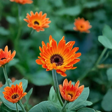 Orange Marguerite Blumensamen zur Aussaat – duftend Blüten – Traditionssorte & ohne Gentechnik Samen Hausgarten