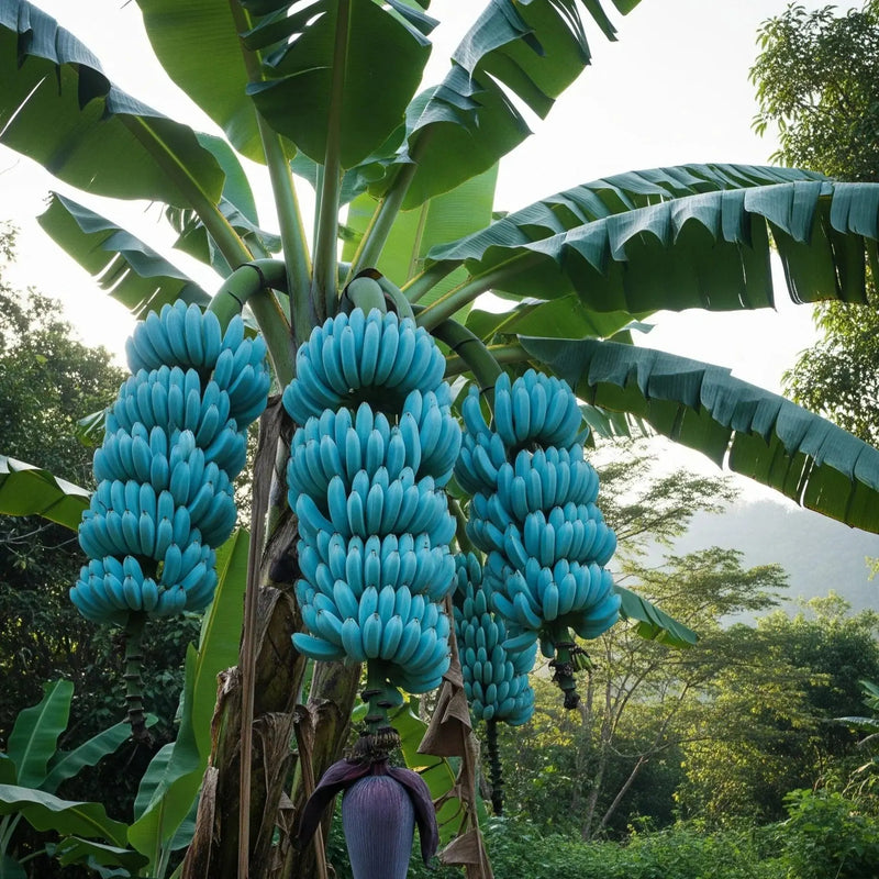 Semi di banana blu facili da piantare