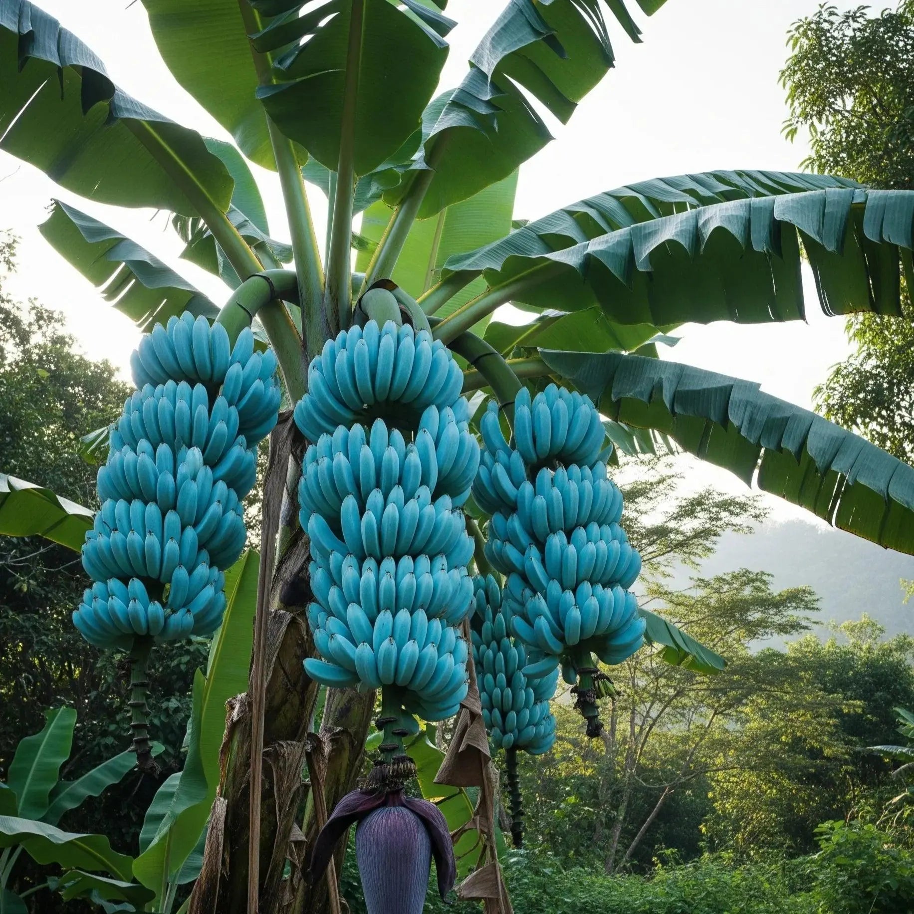Blaue Bananensamen für einfaches Anpflanzen