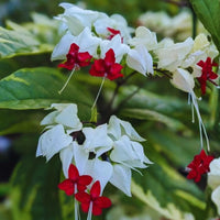 Weiß Clerodendrum Thomsonae hängend Blumensamen zur Aussaat leuchtend Traditionssorte & ohne Gentechnik Samen Hausgarten