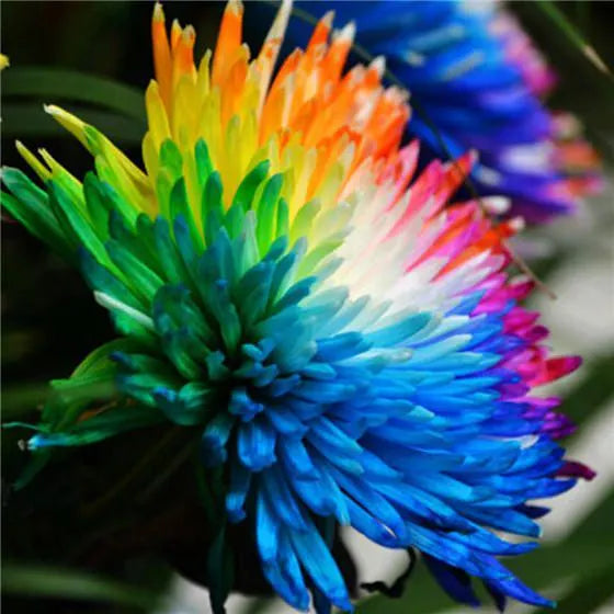 Rainbow Chrysantheme Blumensamen zur Aussaat – duftend Blüten – Traditionssorte & ohne Gentechnik Samen Hausgarten