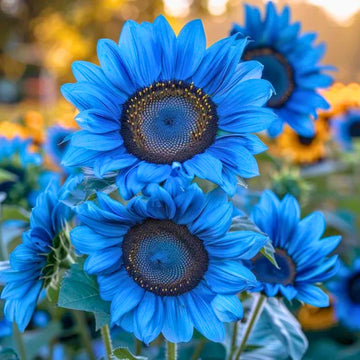 Ocean Blau Sonnenblume Blumensamen zur Aussaat farbenfroh Schau Traditionssorte & ohne Gentechnik Samen Hausgarten