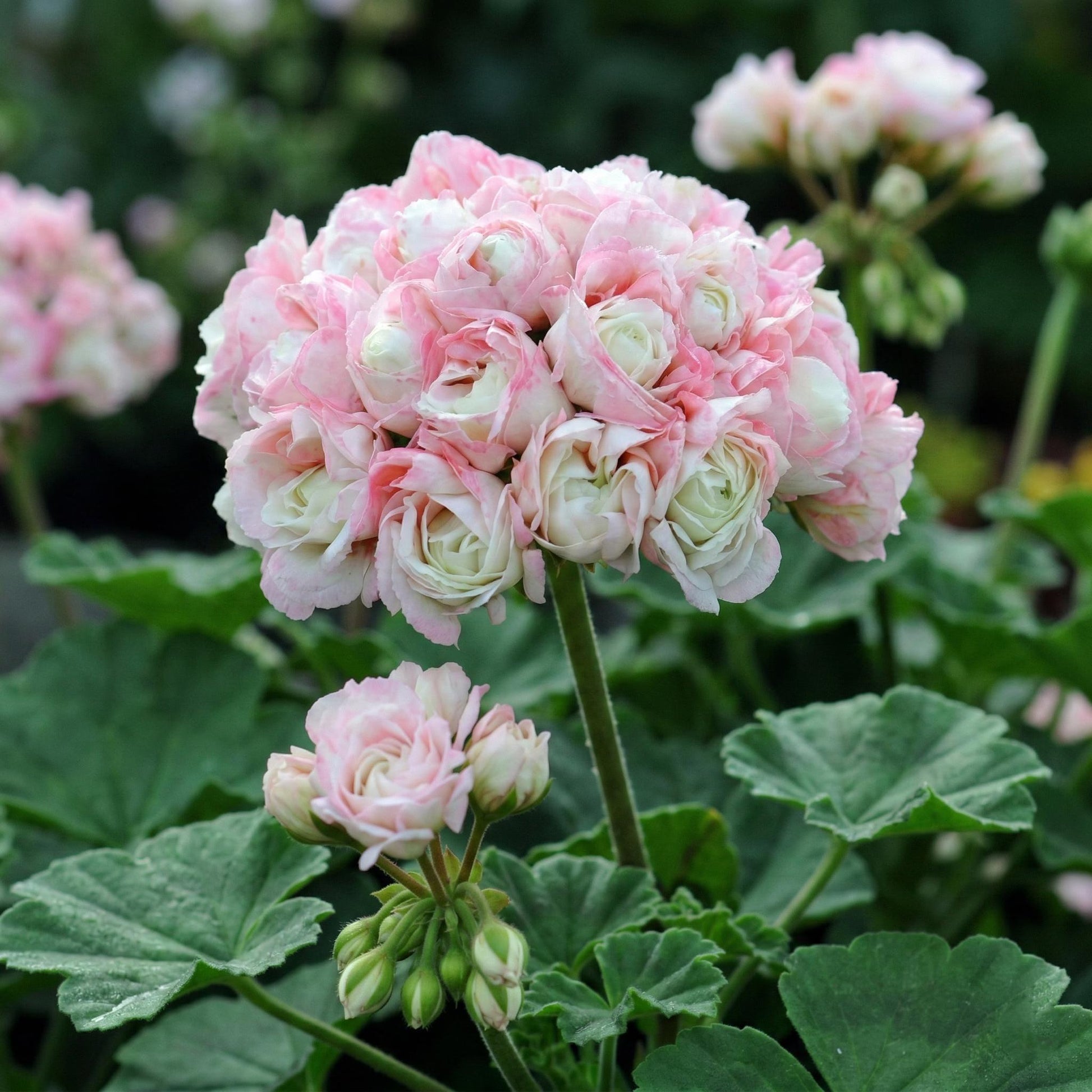 Rosa Scented Geranie Blumensamen zur Aussaat – Landhaus Garten wichtig – Traditionssorte & ohne Gentechnik Samen Hausgarten