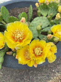 Gelb Opuntia Macrorhiza Samen zur Aussaat