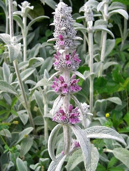 Lamb's Ear Blumensamen zur Aussaat – kompakt Wuchs – Traditionssorte & ohne Gentechnik Samen Hausgarten