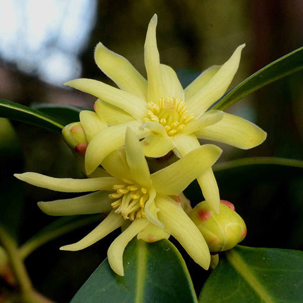 Illicium Verum Blumensamen zur Aussaat kompakt Wuchs Traditionssorte & ohne Gentechnik Samen Hausgarten