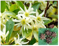 Illicium Verum Blumensamen zur Aussaat kompakt Wuchs Traditionssorte & ohne Gentechnik Samen Hausgarten