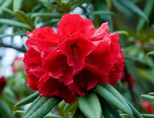 hell Rot Rhododendron Blumensamen zur Aussaat Halbschatten verträglich Traditionssorte & ohne Gentechnik Samen Hausgarten