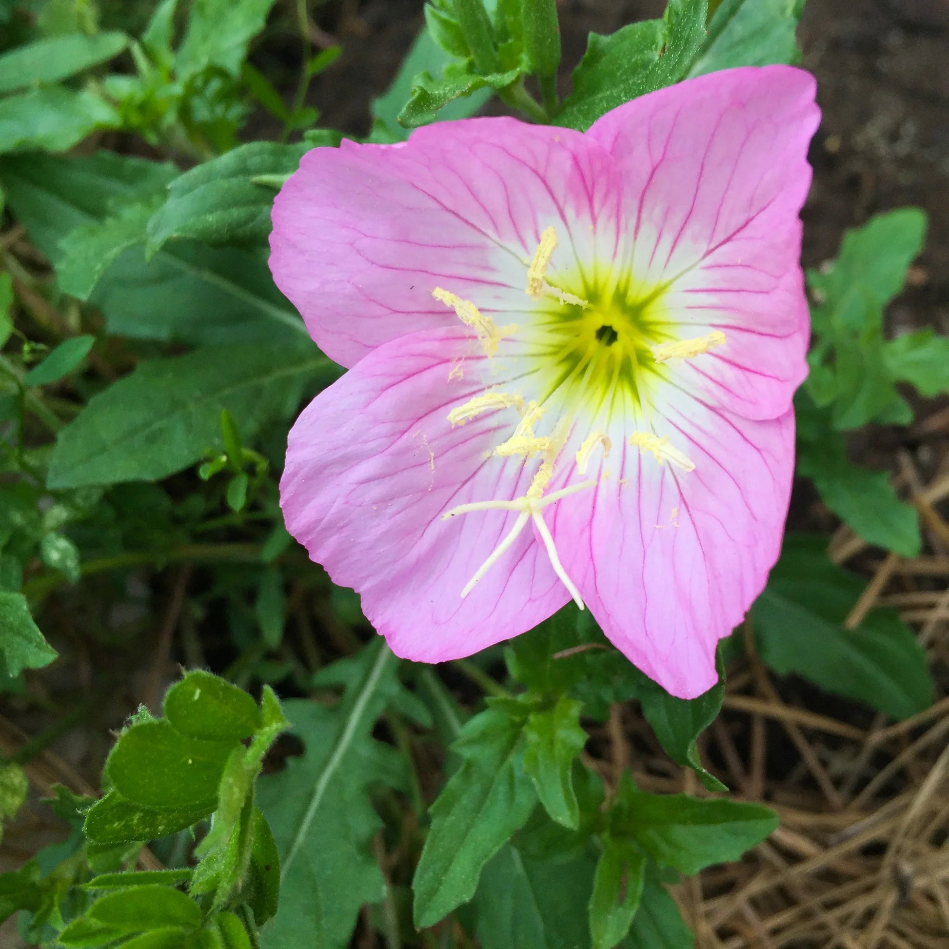 Rosa Schlüsselblume Blumensamen – ideal leuchtend Garten Aussaat