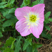 Rosa Schlüsselblume Blumensamen – ideal leuchtend Garten Aussaat