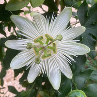Weiß Passiflora Biflora Blumensamen zur Aussaat Samen elegant Weiß Blüten Gärten