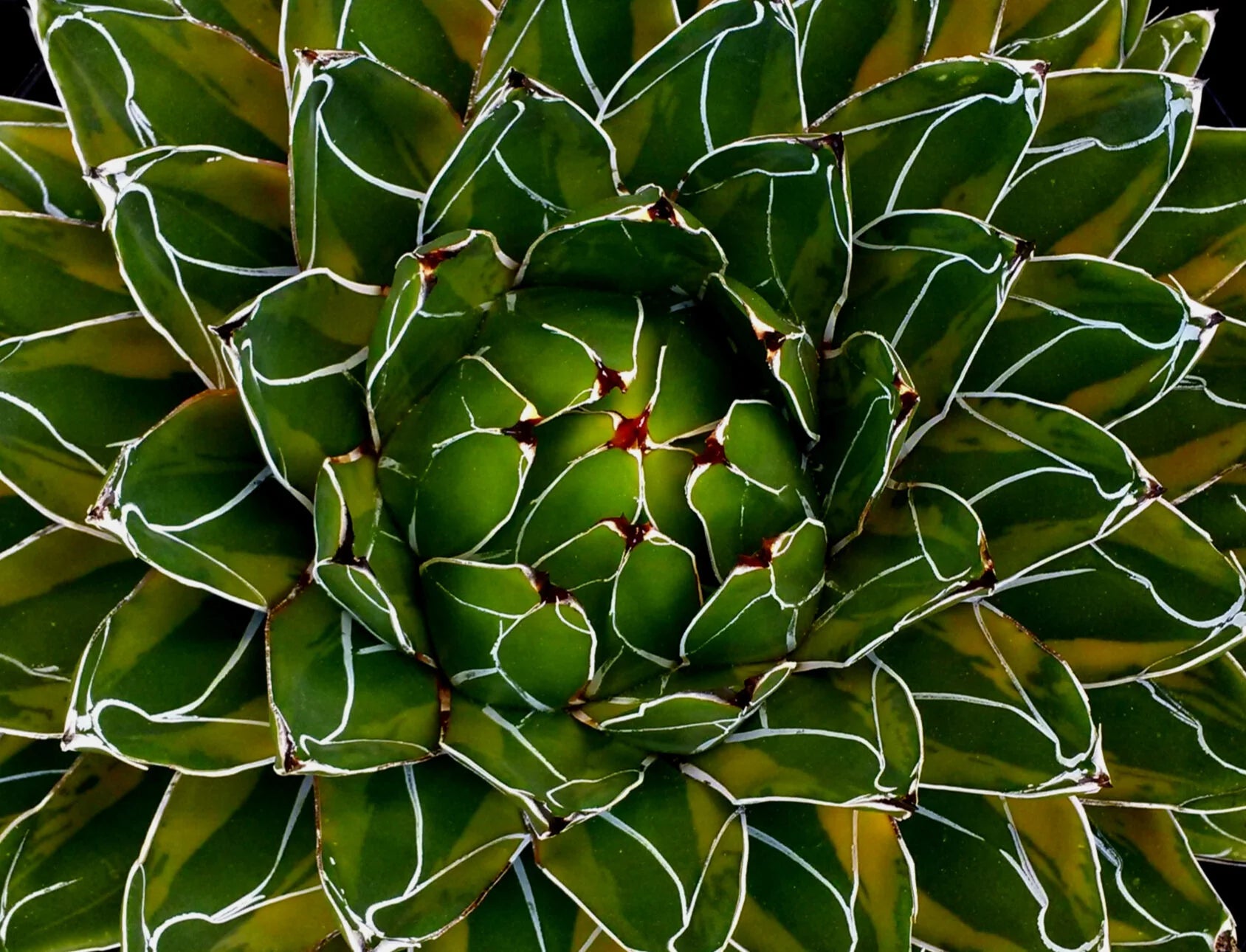 Grün Victoria Agave Utahensis Blumensamen zur Aussaat – farbenfroh Schau – Traditionssorte & ohne Gentechnik Samen Hausgarten