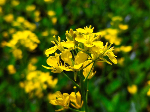 hell Gelb Brassica Oleracea Blumensamen zur Aussaat sonnenliebend Traditionssorte & ohne Gentechnik Samen Hausgarten