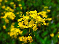hell Gelb Brassica Oleracea Blumensamen zur Aussaat sonnenliebend Traditionssorte & ohne Gentechnik Samen Hausgarten