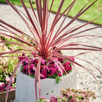 Cordyline Australis Blumensamen zur Aussaat duftend Blüten Traditionssorte & ohne Gentechnik Samen Hausgarten